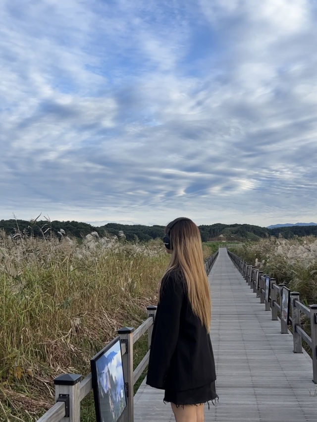 가을의 대표 식물 억새 산책길에서 인생 사진 남기기
