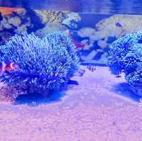 🇲🇾 Explore a World of Fish Wonders at Port Dickson