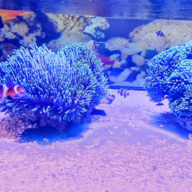 🇲🇾 Explore a World of Fish Wonders at Port Dickson