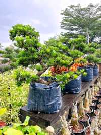 A Day at AGRO Nursery, Adda Heights