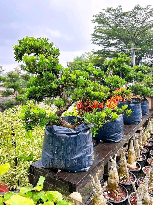 A Day at AGRO Nursery, Adda Heights