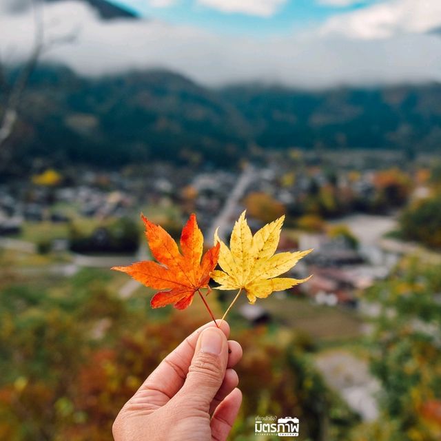 จัดจ้านที่หมู่บ้านชิราคาวาโกะ Shirakawago