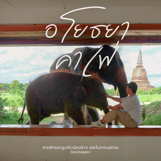 ไปถ่ายรูปกับน้องช้างที่ Ayothaya Cafe
