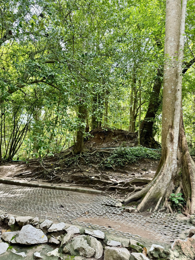 น้ำพุธรรมชาติบ้านท่าช้าง เขาใหญ่🌳