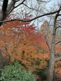 นั่งกระเช้าลอยฟ้าชมสวนที่ Nunobiki Herb Gardens 