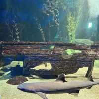 Underwater World Langkawi: A Must-Visit Attraction