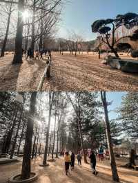 Autumn Splendor at Nami Island 🍁