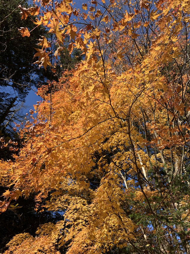 📍軽井沢 雲場池