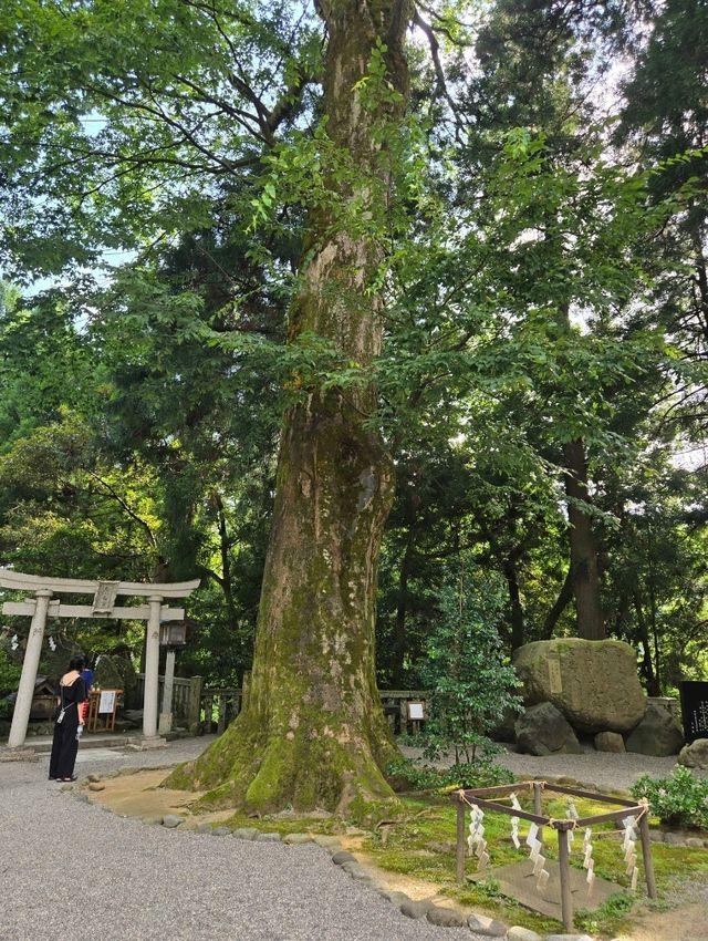 【石川】加賀の国の一ノ宮『白山比咩神社』