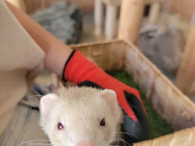 台場Animeal 近距離接觸各種超可愛動物