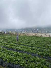 Strawberry Farm, Benguet ✨