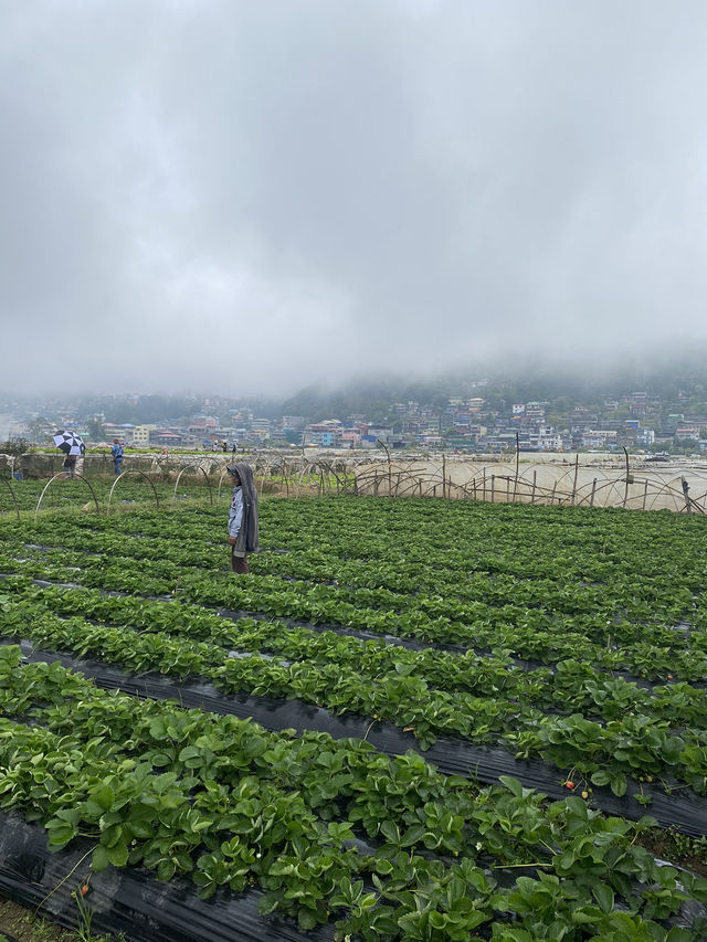Strawberry Farm, Benguet ✨