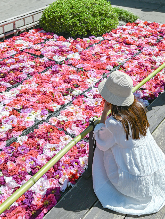 【期間限定】感動の絶景広がる🌼 欲張りに2種類たのしむのがおすすめ🫶🏻🌸✨ 