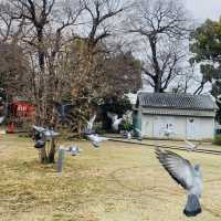 大坂ㅣ參天巨木加持ㅣ有神靈的澁川神社