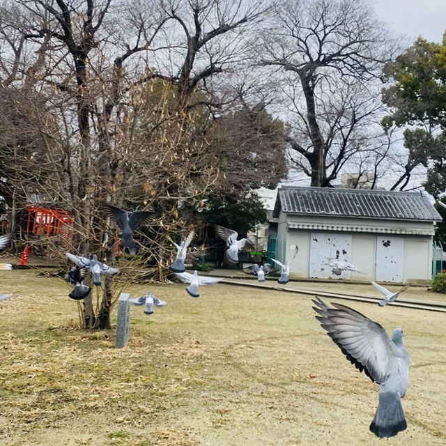 大坂ㅣ參天巨木加持ㅣ有神靈的澁川神社