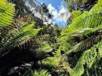 Embracing Nature’s Serenity at Beech Forest