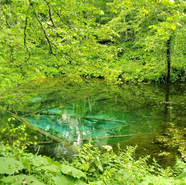 神の子池に来ました!!