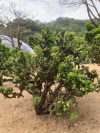 深圳一日遊行程推介💝仙湖植物園❗️網紅必去打卡點