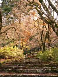 【ここ行って】本当は教えたくない🙅丹波地方最古の寺院で見る紅葉✨