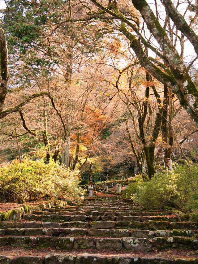 【ここ行って】本当は教えたくない🙅丹波地方最古の寺院で見る紅葉✨ 【ここ行って】本当は教えたくない🙅丹波地方最古の寺院で見る紅葉✨