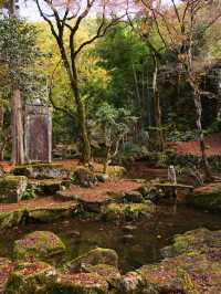 【ここ行って】本当は教えたくない🙅丹波地方最古の寺院で見る紅葉✨