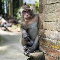 Sangeh Monkey Forest: A Tranquil Haven for Nature Lovers