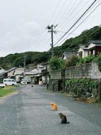 貓貓天堂😝福岡隱世秘島🥰行程全攻略
