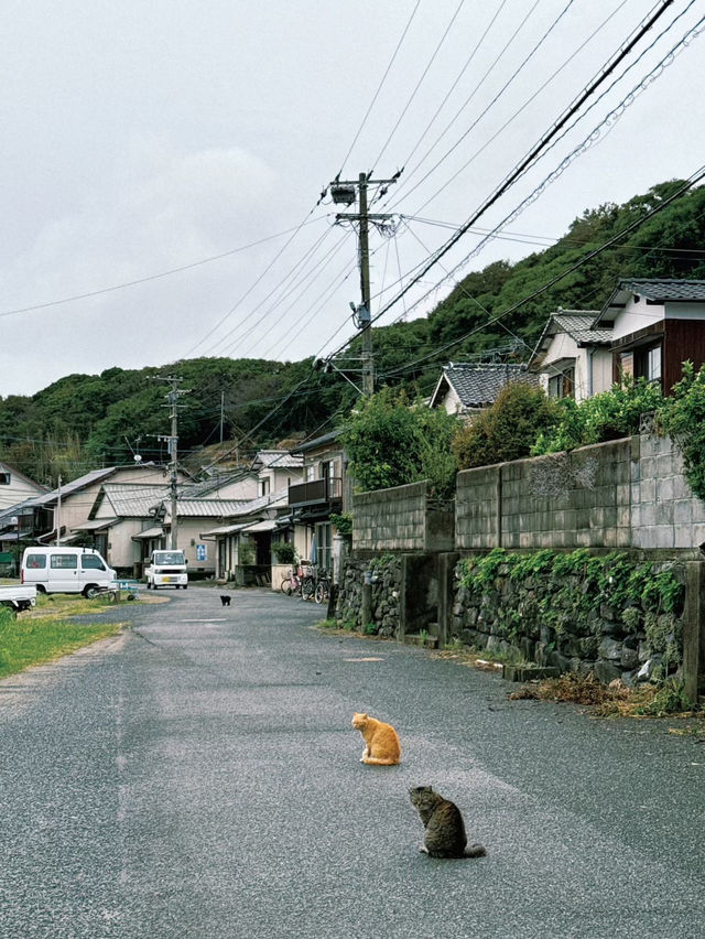 貓貓天堂😝福岡隱世秘島🥰行程全攻略