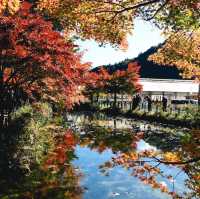  Monet's pond
