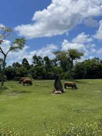 동물들을 가깝게 만나볼 수 있는 호주 브리즈번의 Australia Zoo