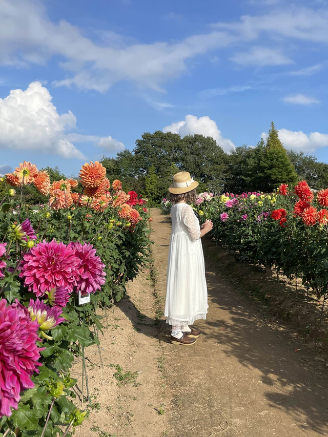 広島観光☺️🌼世羅高原農場🌸☺️四季折々の花々を楽しもう💐