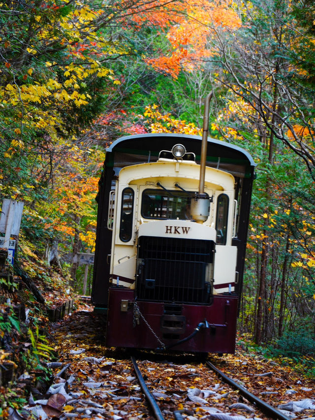 長野観光🥰🚂赤沢森林鉄道🚂素敵な紅葉を愛でながら癒される旅🍁