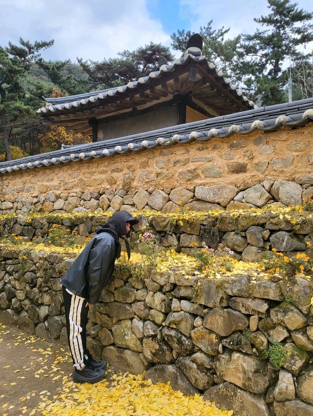 늦가을이 시작된 밀양 은행나무명소