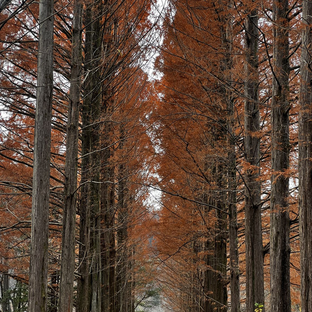 Escape to Nami Island: Seoul’s Perfect Day Trip