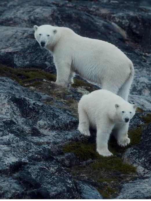 3 Reasons Why Sailing in Greenland Should Be on Your Bucket List