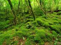 【徳島県】苔の名所でミニお遍路体験も！「山犬嶽」