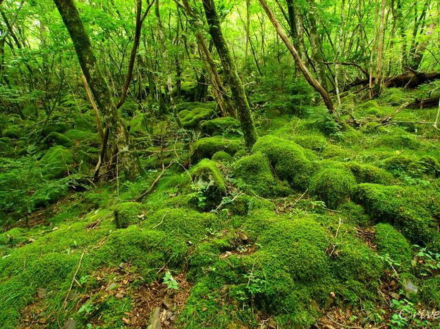 【徳島県】苔の名所でミニお遍路体験も！「山犬嶽」