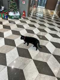 【釜山ホテル】立地が良くて日本語対応の快適なホテル🐈‍⬛