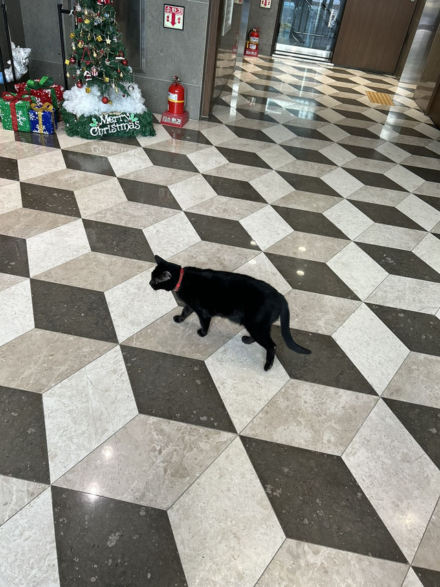 【釜山ホテル】立地が良くて日本語対応の快適なホテル🐈‍⬛