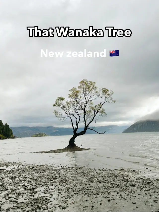 와나카호수의 랜드마크, 와나카 나무(That Wanaka Tree)🌲