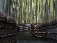 Find Tranquility and History at Adashino Nenbutsuji Temple
