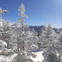 Winter Wonderland: The Snowy Marvels of Shiga-Kogen