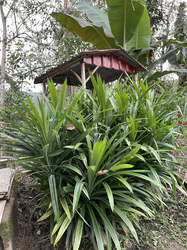 Scenic beauty and natural attractions in Jeli Kelantan 