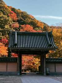 大阪｜近郊的世外桃源-箕面公園 紅葉季還能嚐炸楓葉