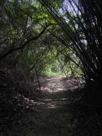 Bukit Gasing: A Hidden Green Escape Near the City