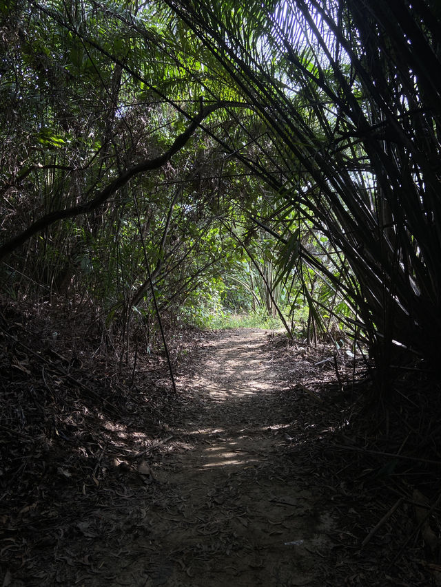 Bukit Gasing: A Hidden Green Escape Near the City