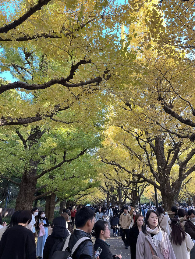 🇯🇵 東京最美銀杏樹大道！
