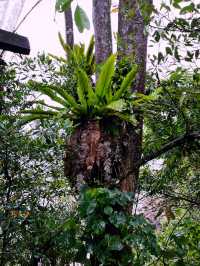 The Feeding Tree - Must Visit Forest Cafe in Damai