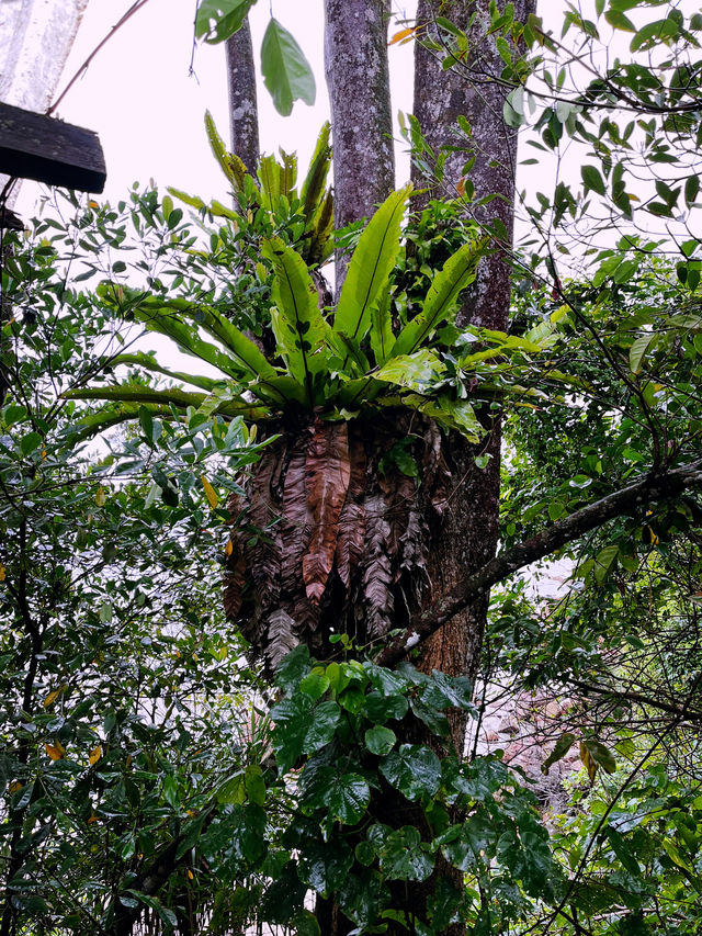 The Feeding Tree - Must Visit Forest Cafe in Damai