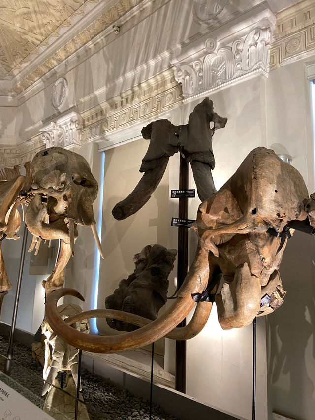 國立臺灣博物館古生物館—恐龍與歷史的交會點